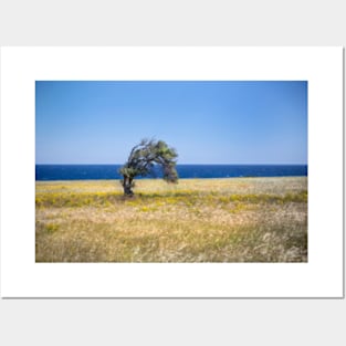 Single Cypriot Tree Posters and Art